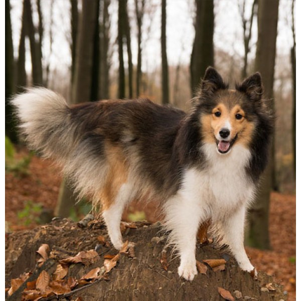 Shetland Sheepdog Leather Dog Keychain