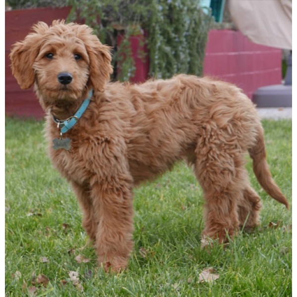 Goldendoodle keychain new arrivals